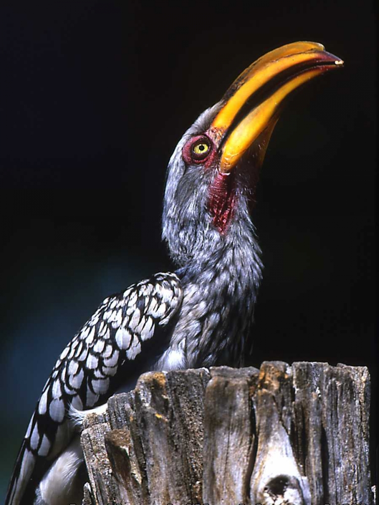 South Kruger NP Yellow-billed hornbill on tree